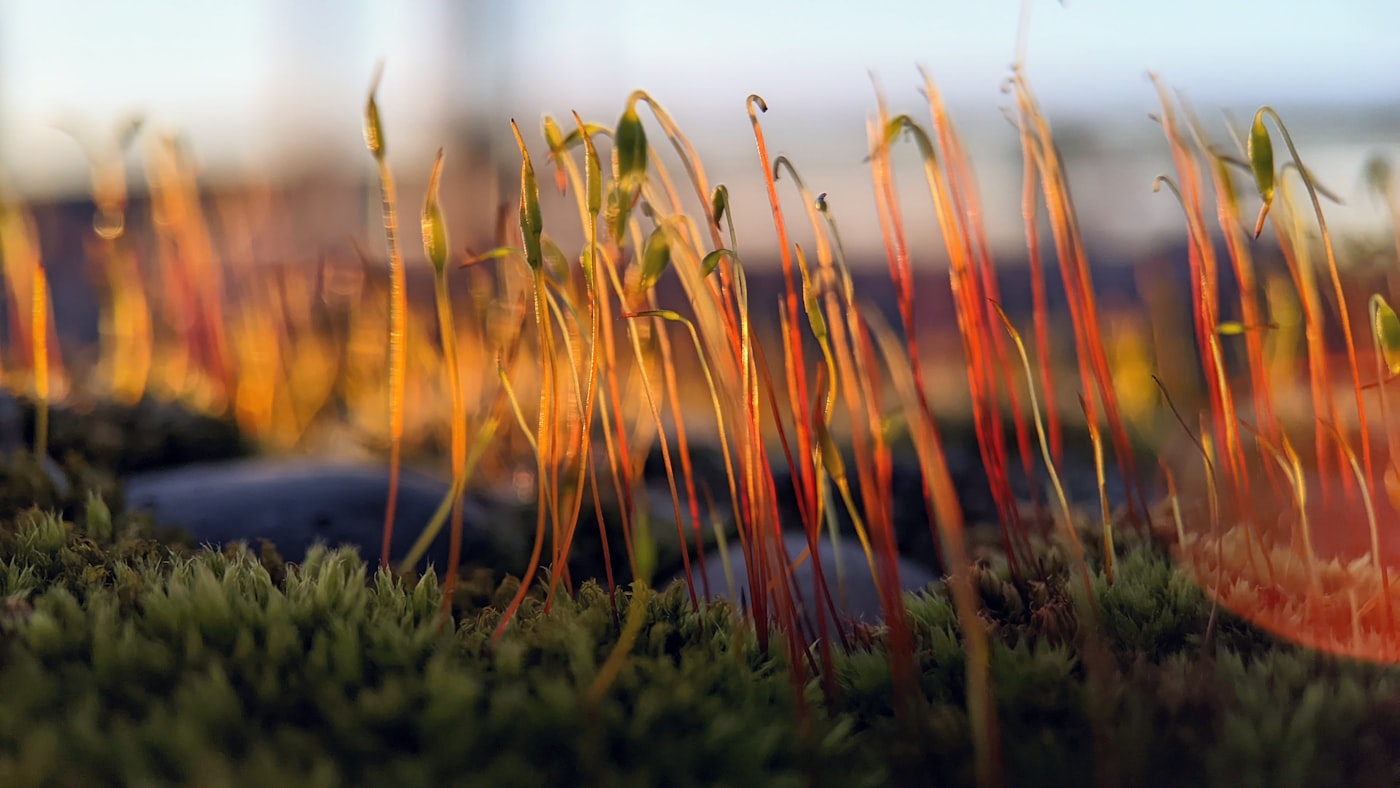 Druhy microgreens
