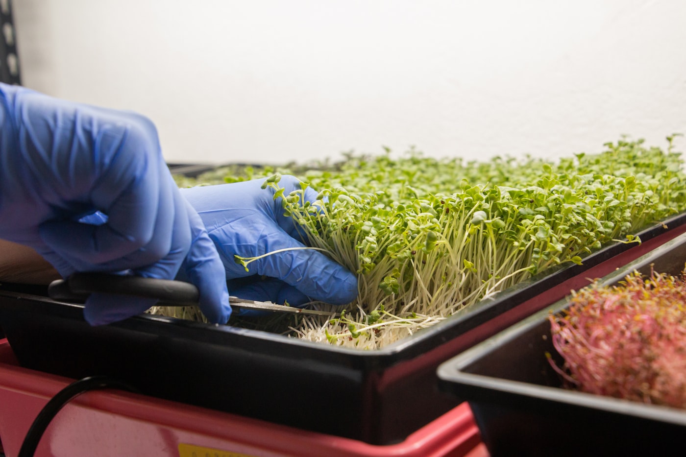 Sklizeň microgreens