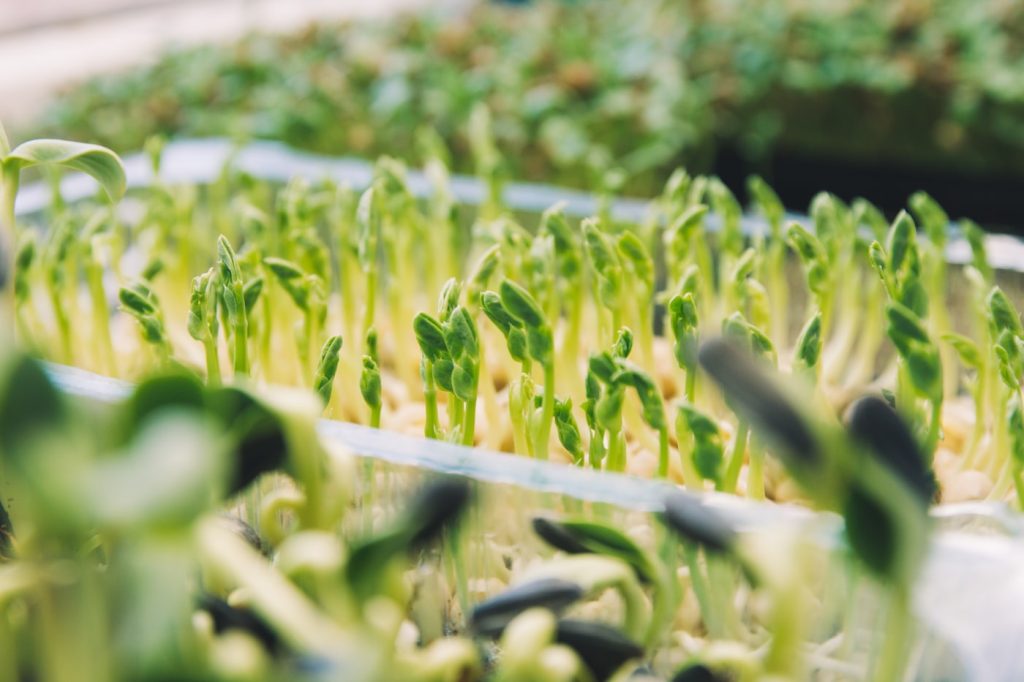 Microgreens v misce
